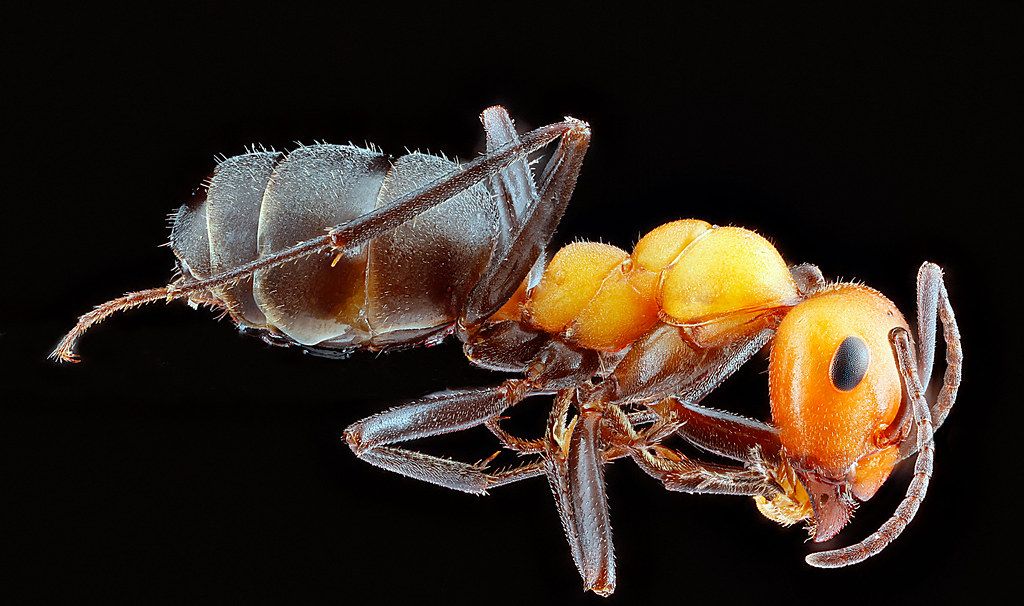 Ant Control service in Lehigh Acres, FL