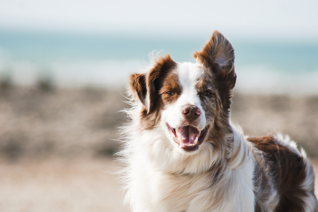 Flea & Tick Control service in Lehigh Acres, FL