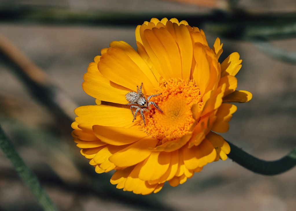 Spider Control service in Lehigh Acres, FL